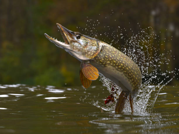 Shop Fox Fishing Rod Support Accessories Pike Predator Carp Coarse Match Fishing  Tackle.