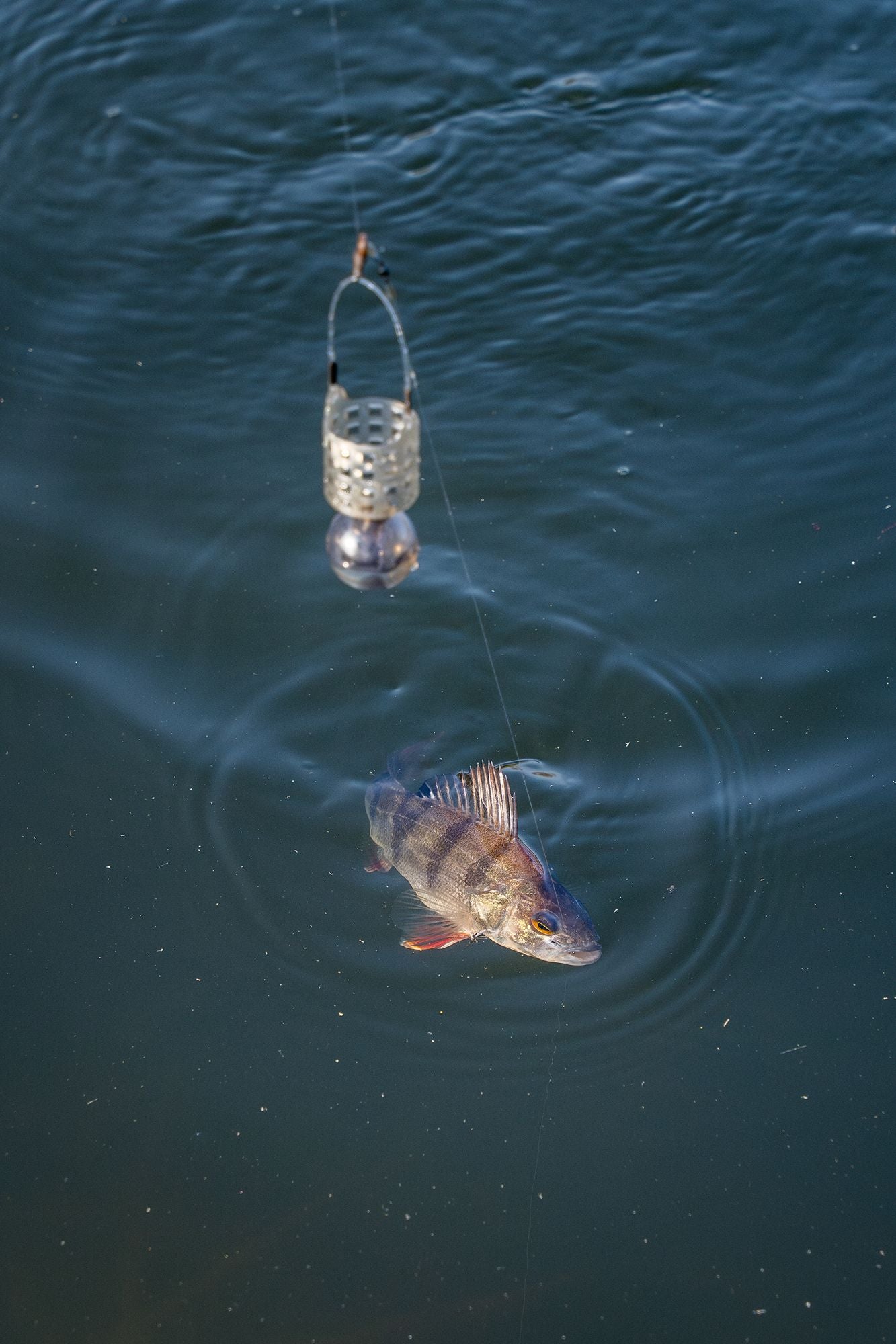 Korum Slow Sinking Feeders