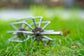 Guru Ground Bait Whisk
