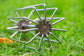 Guru Ground Bait Whisk