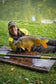 Matrix Torque Carp X Power Pole Package 13m