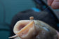 Preston Innovations Hookable Bait Bands