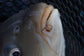 Preston Innovations Hookable Bait Bands