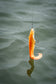Fox Rage Ultra-Realistic Replicant - Golden Catfish