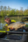 Matrix Torque Carp 10m Pole