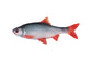 Fox Rage Ultra Natural Fillets