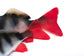Fox Rage Ultra Natural Fillets