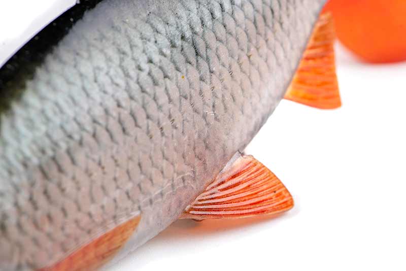 Fox Rage Ultra-Realistic Roach Replicant