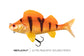 Fox Rage Ultra-Realistic Replicant - Golden Perch
