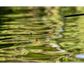 Preston Innovations F1 Dibber Pole Floats